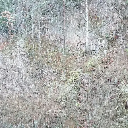 Forest View *